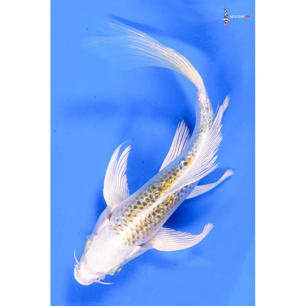 6” Imported Gin Rin Kujaku Butterfly Koi