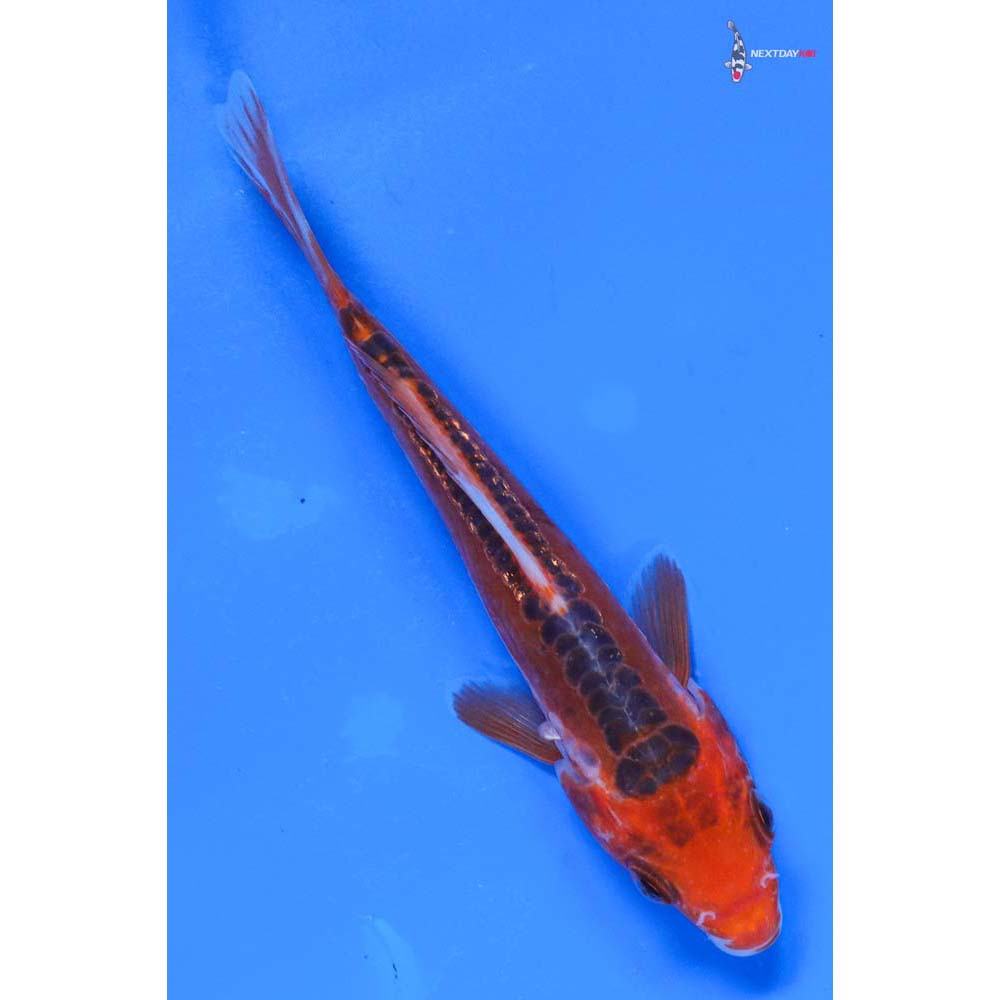 4.5” Imported Hana Shusui