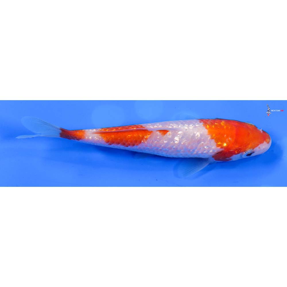 4” Imported Gin Rin Kohaku