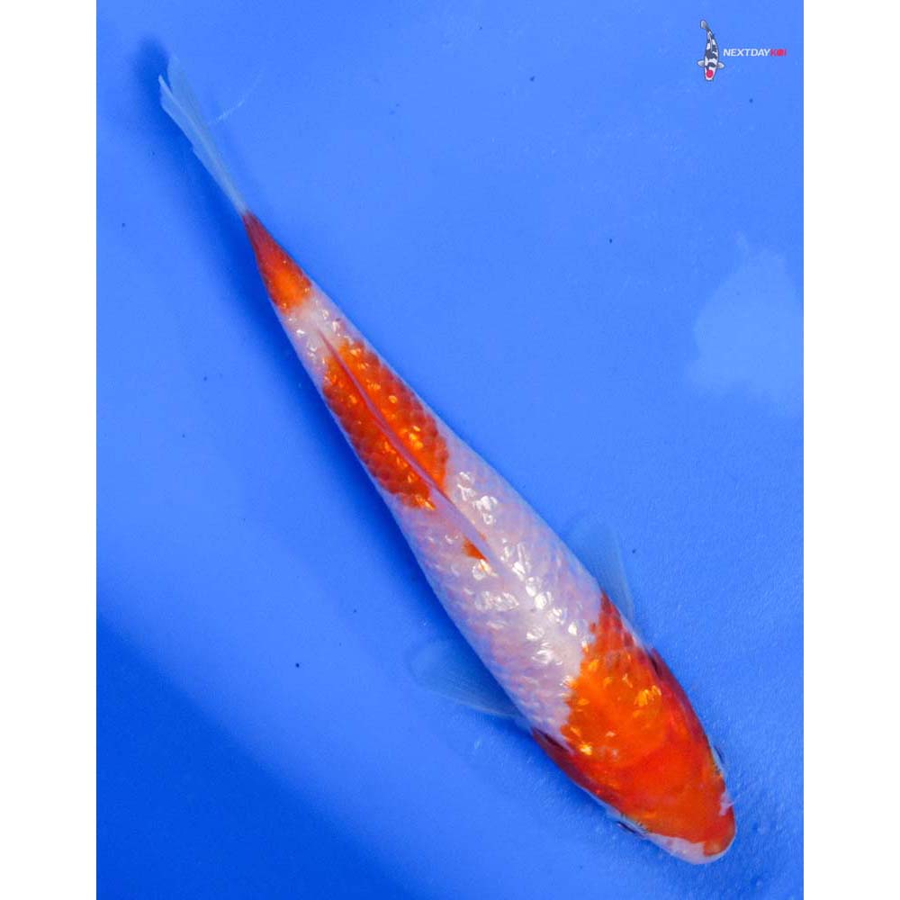 4” Imported Gin Rin Kohaku