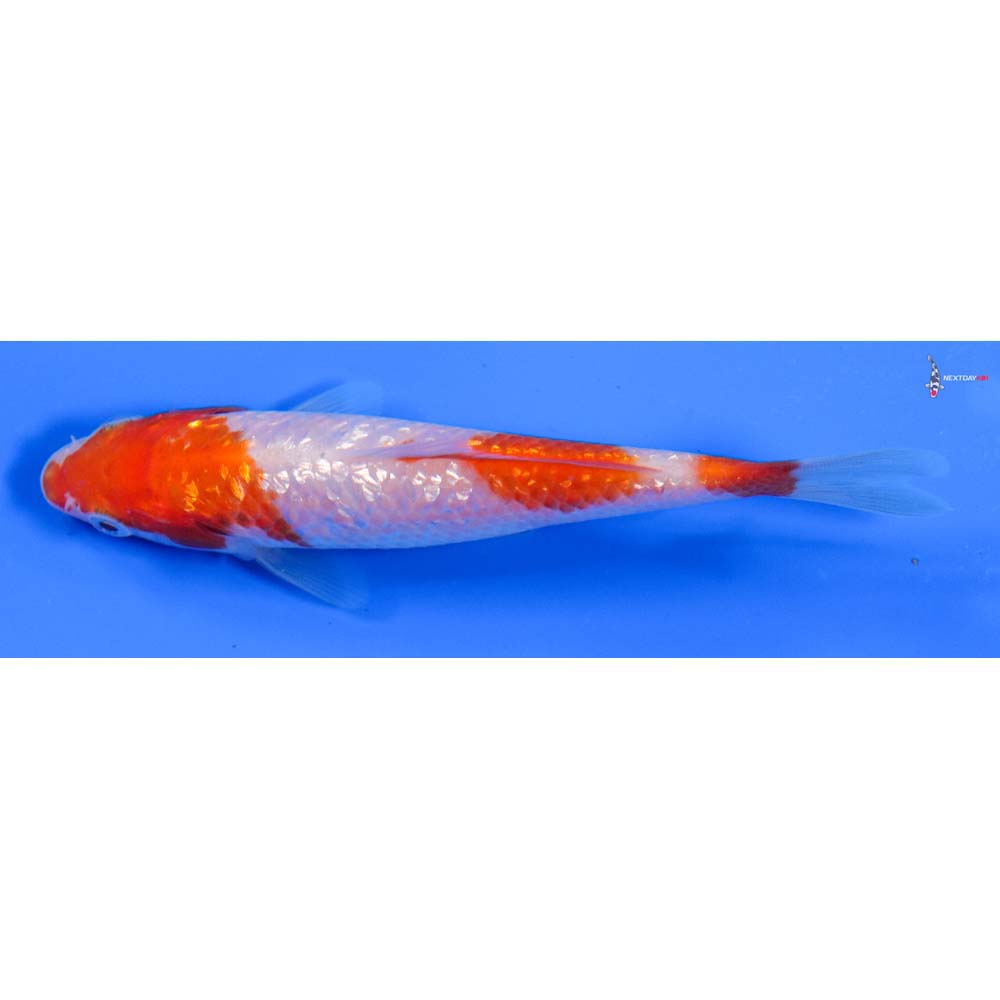 4” Imported Gin Rin Kohaku