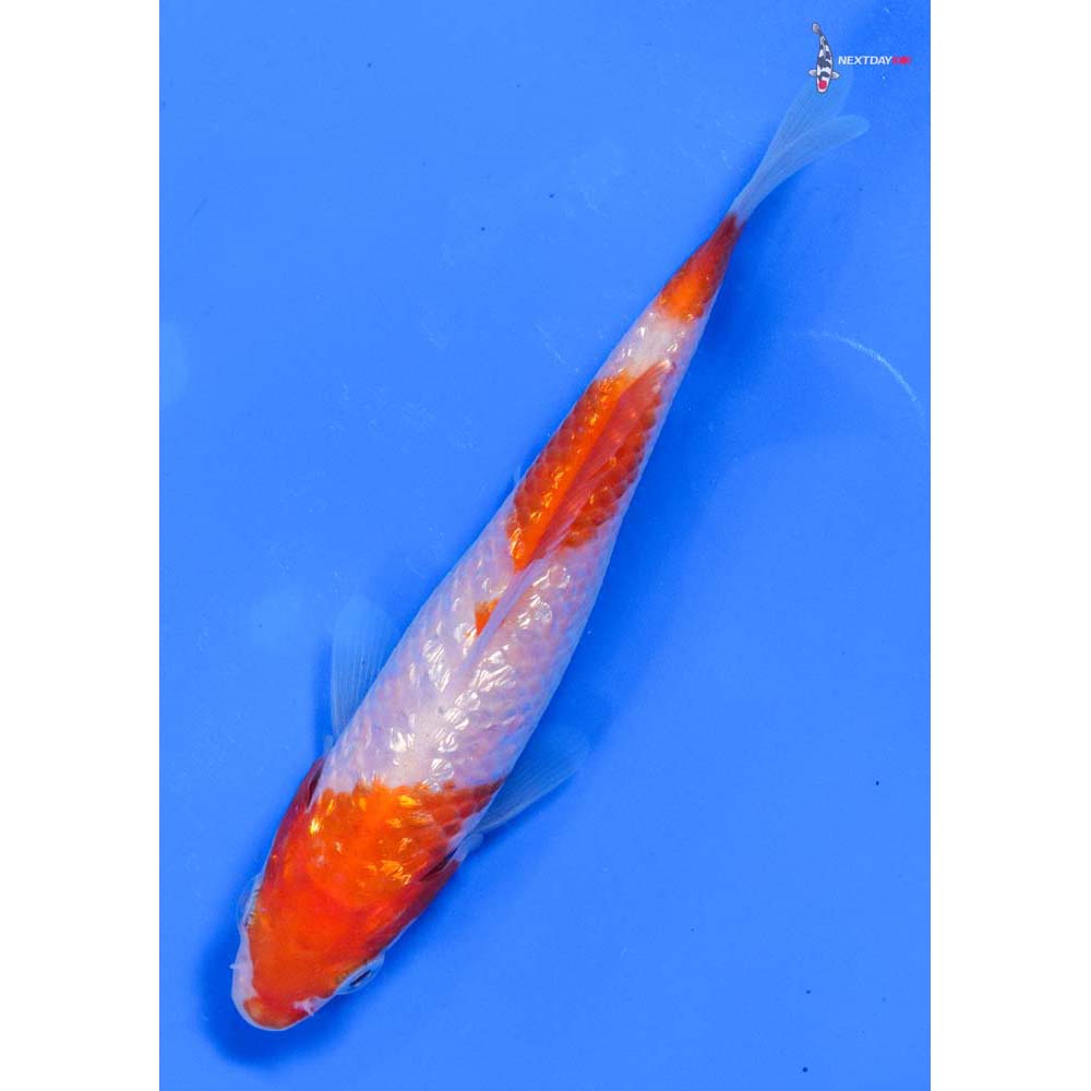 4” Imported Gin Rin Kohaku
