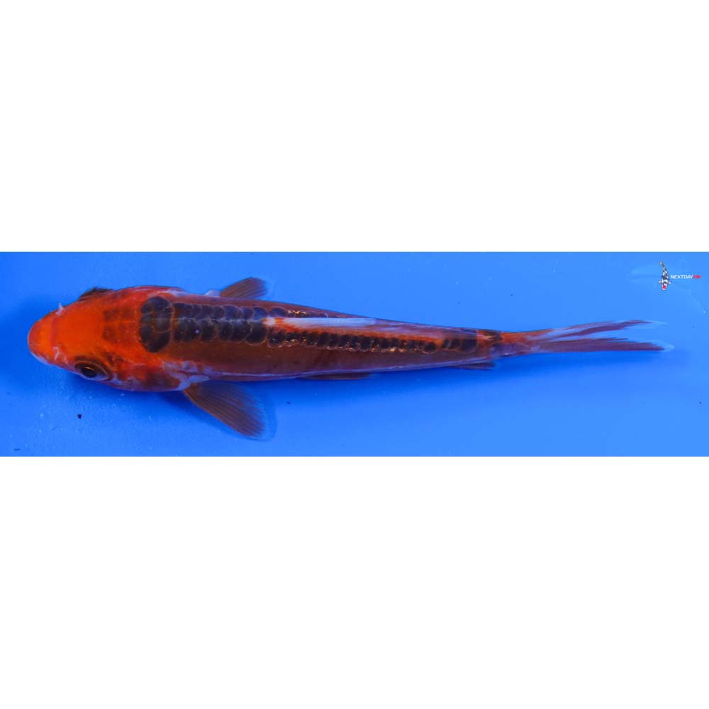 4.5” Imported Hana Shusui