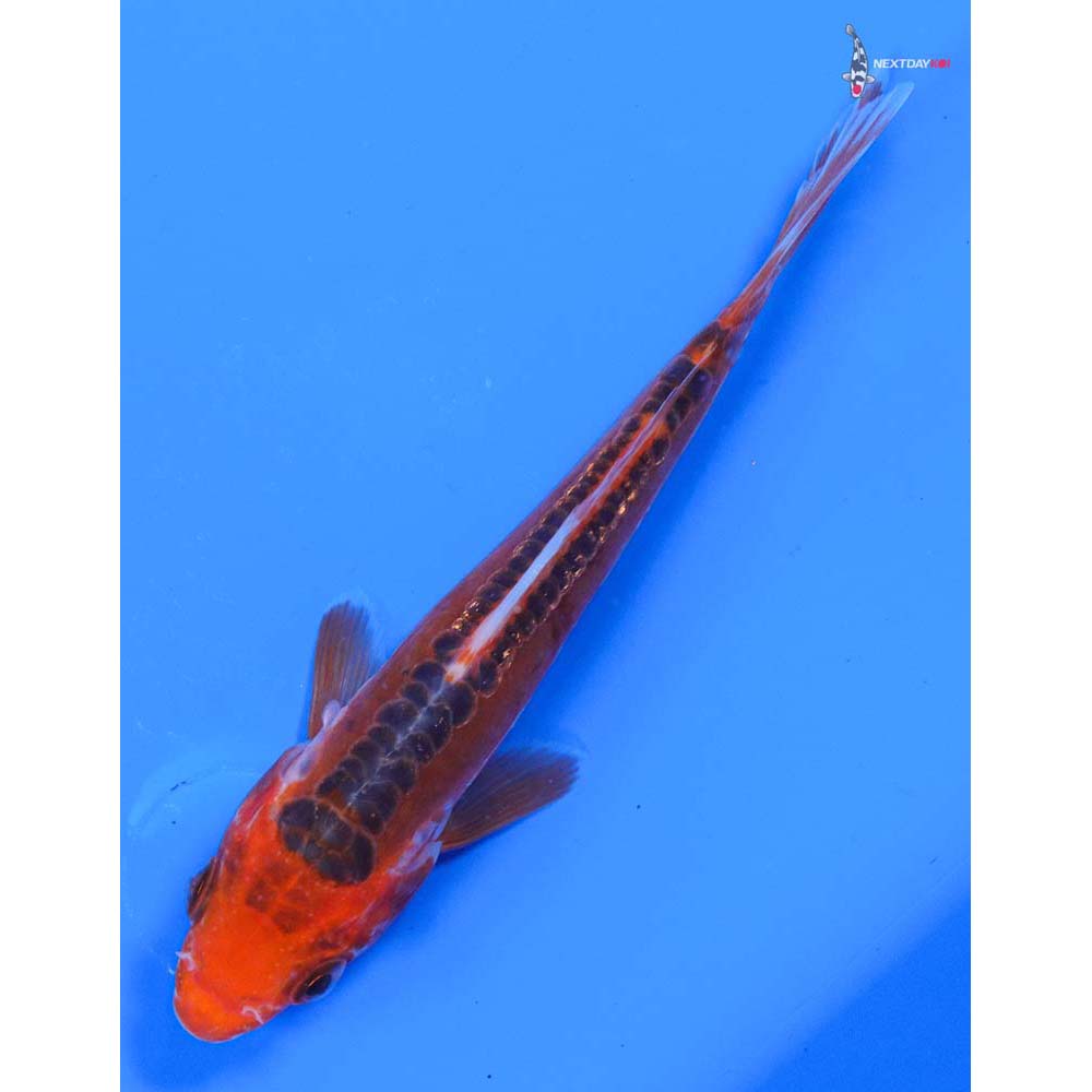 4.5” Imported Hana Shusui