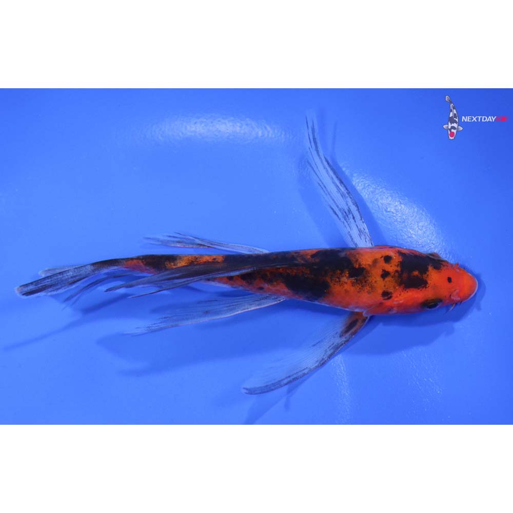 4.5” Imported Sanke Butterfly Koi