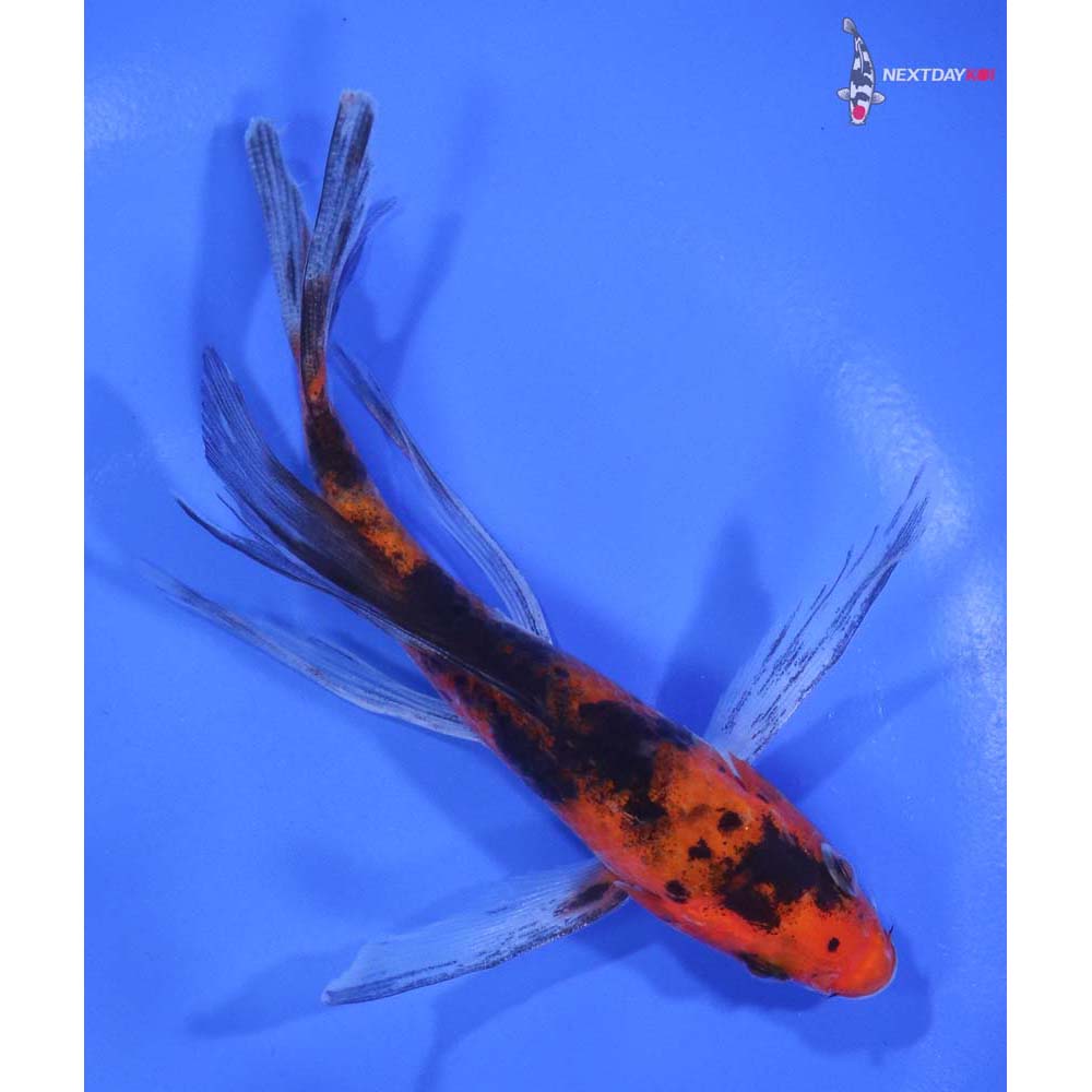 4.5” Imported Sanke Butterfly Koi