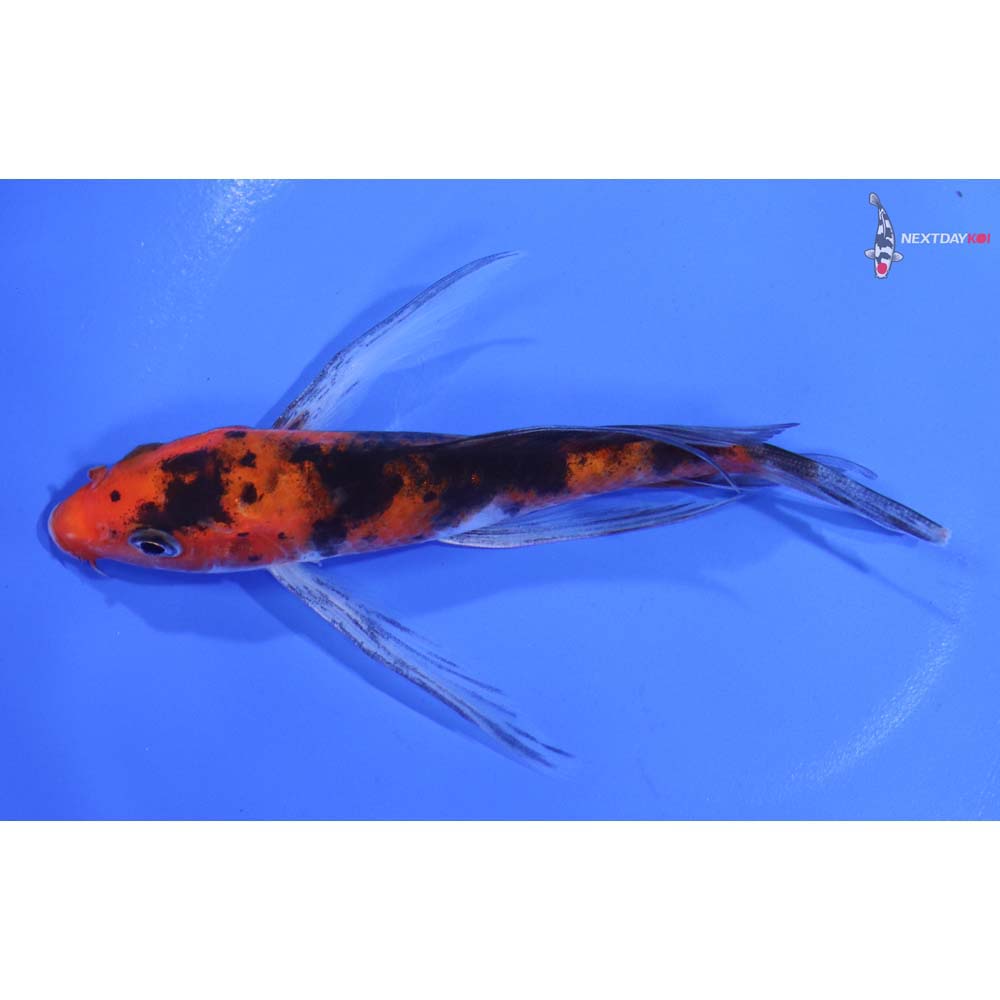 4.5” Imported Sanke Butterfly Koi