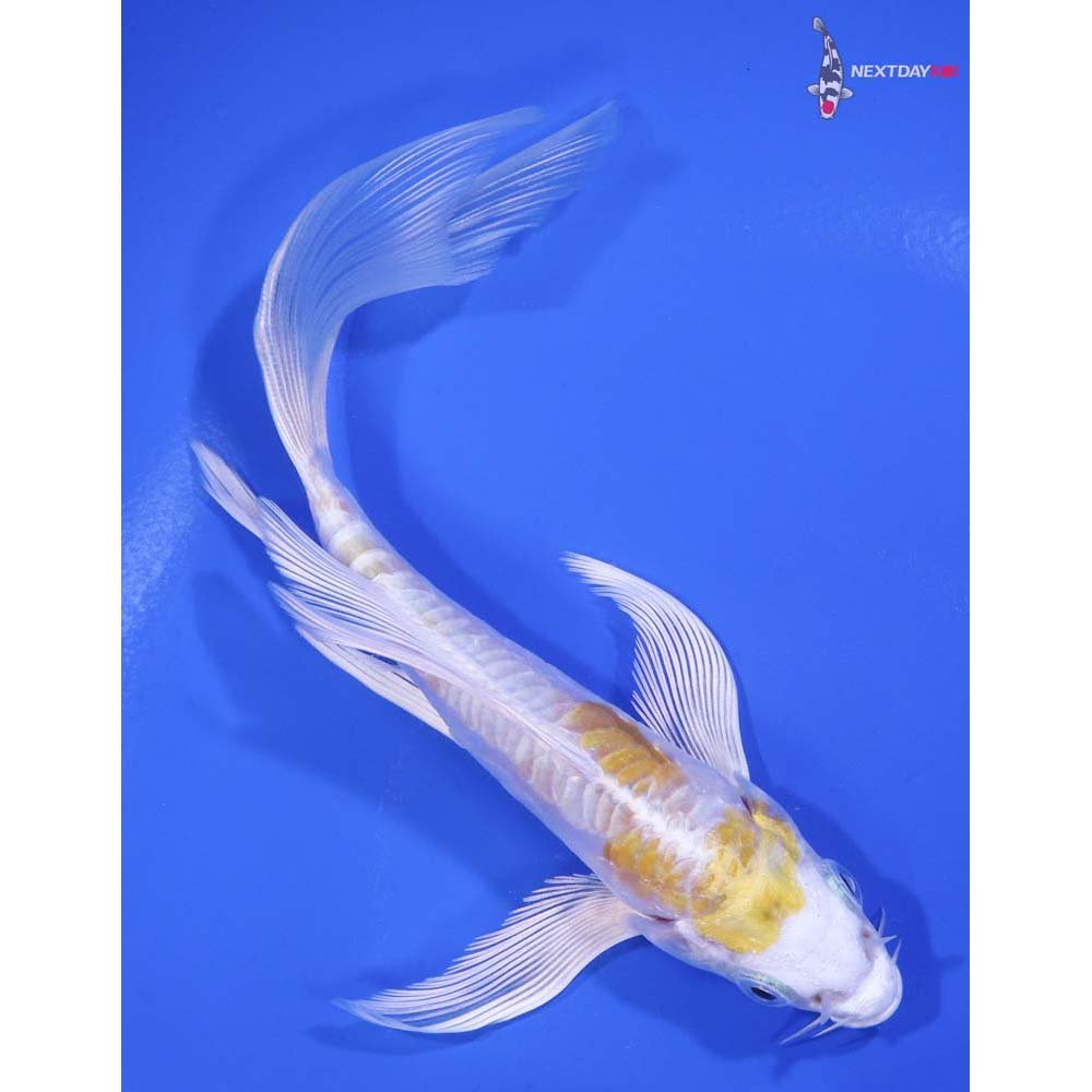 5.5” Imported Doitsu Lemon Hariwake Butterfly Koi