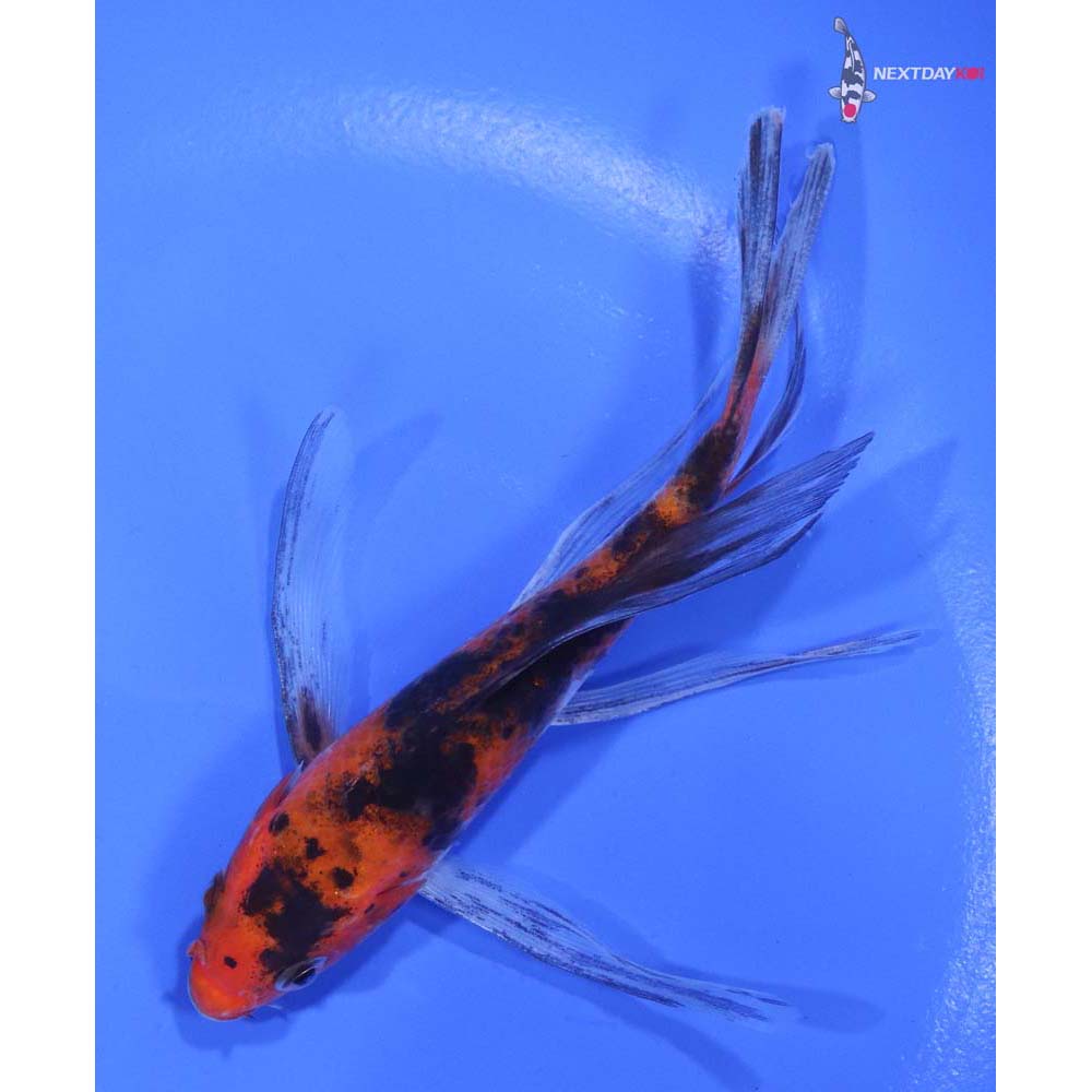 4.5” Imported Sanke Butterfly Koi