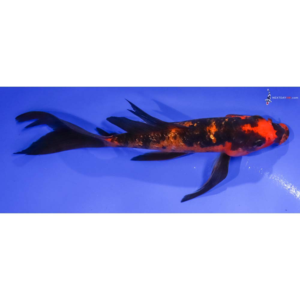 6” Imported Gin Rin Aka Bekko Butterfly Koi