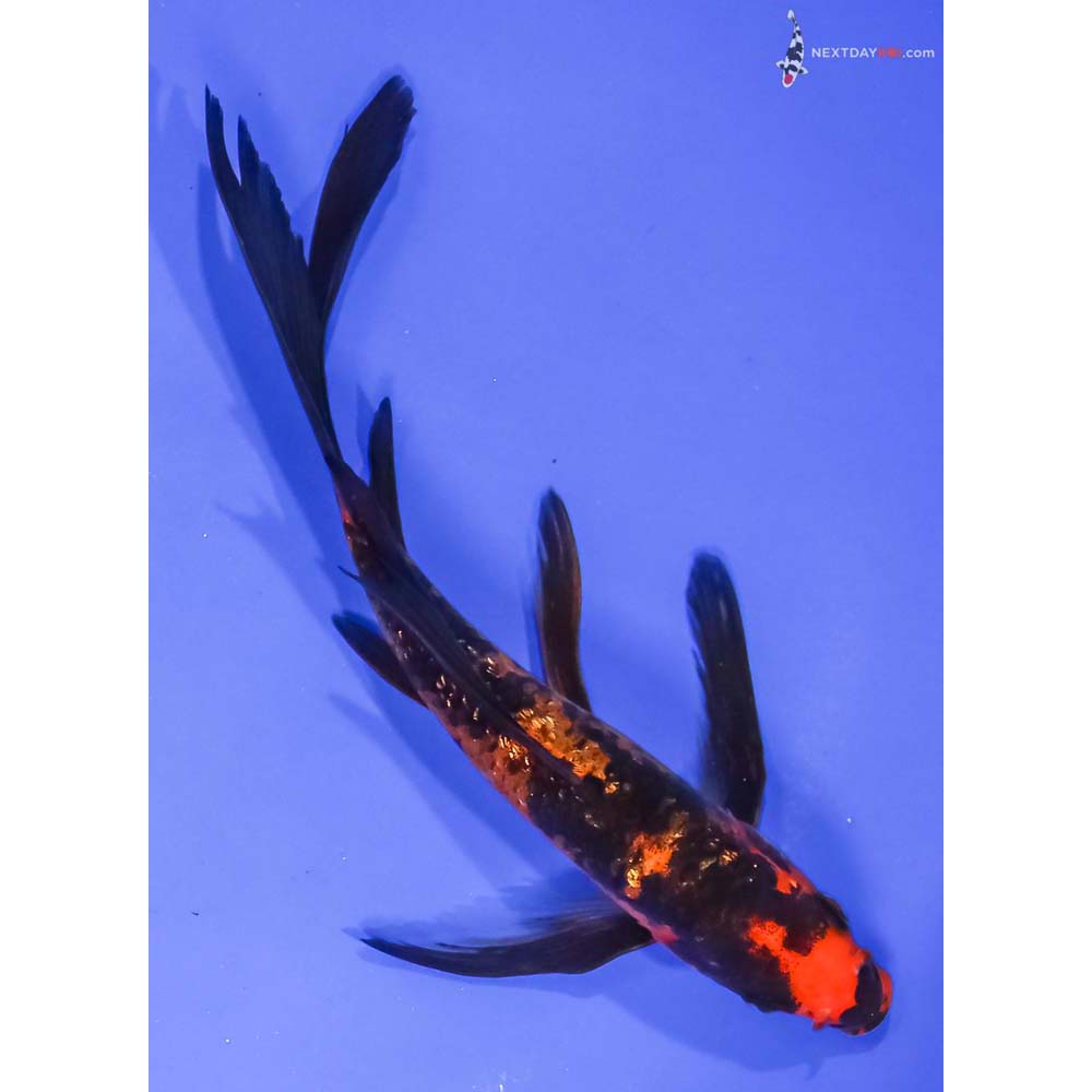 6” Imported Gin Rin Aka Bekko Butterfly Koi