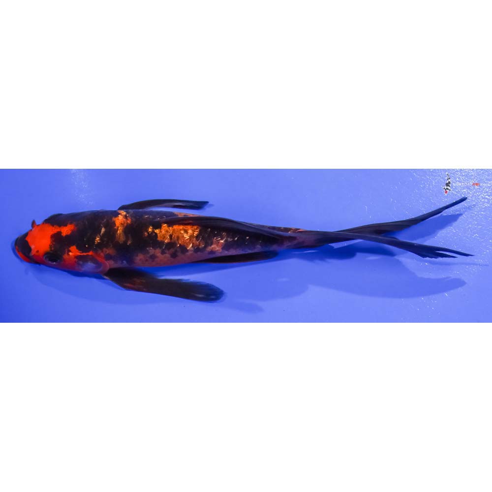 6” Imported Gin Rin Aka Bekko Butterfly Koi