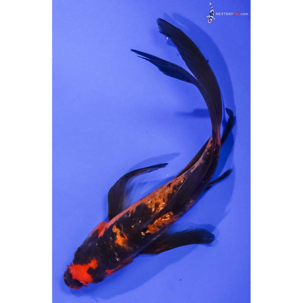 6” Imported Gin Rin Aka Bekko Butterfly Koi