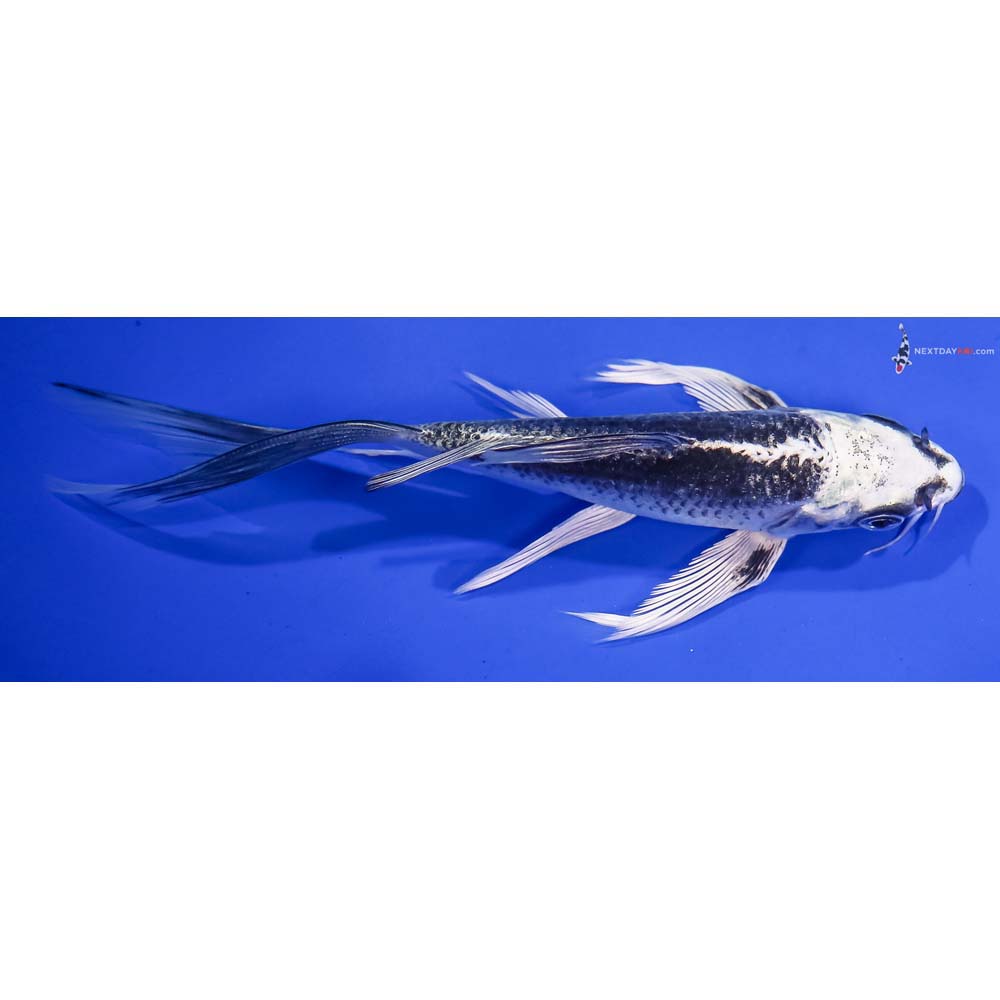 6” Imported Gin Matsuba Butterfly Koi