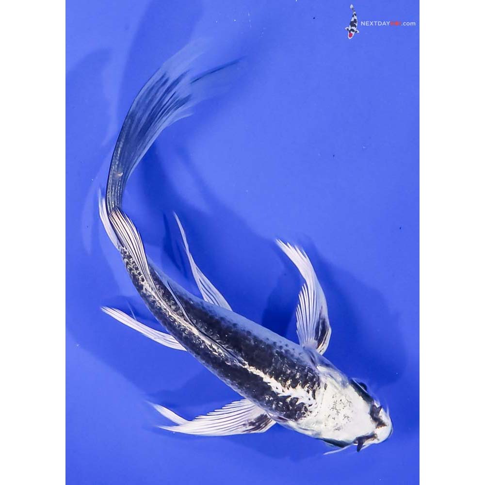 6” Imported Gin Matsuba Butterfly Koi