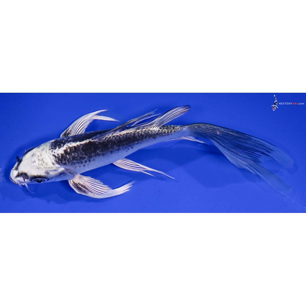 6” Imported Gin Matsuba Butterfly Koi