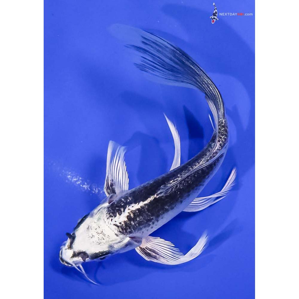 6” Imported Gin Matsuba Butterfly Koi