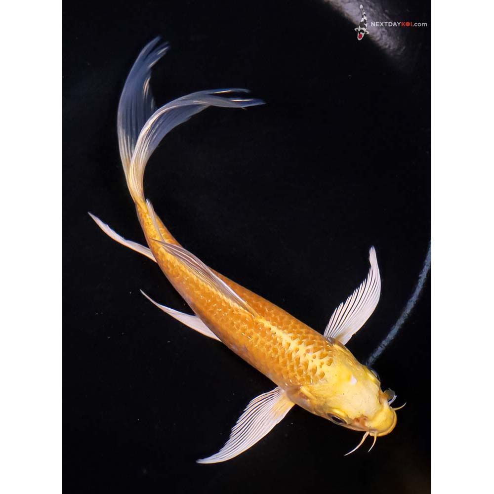 6.5” Imported Yamabuki Ogon Butterfly Koi | Next Day Koi | Koi