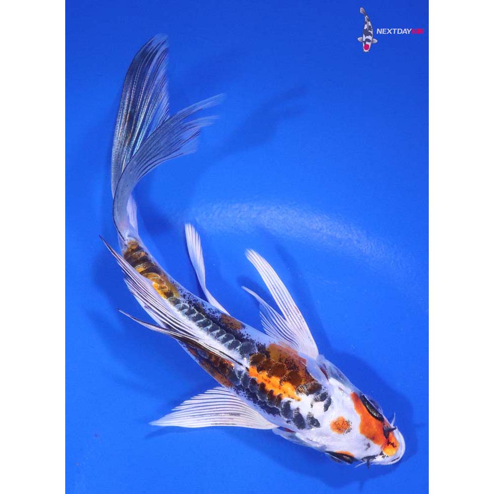 5.5” Imported Kin Kikokuryu Butterfly Koi