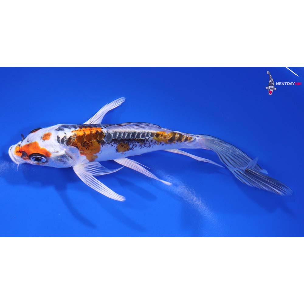 5.5” Imported Kin Kikokuryu Butterfly Koi