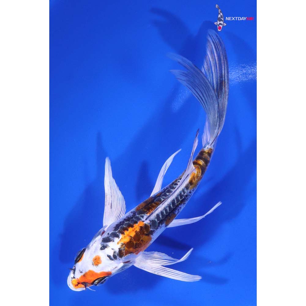 5.5” Imported Kin Kikokuryu Butterfly Koi