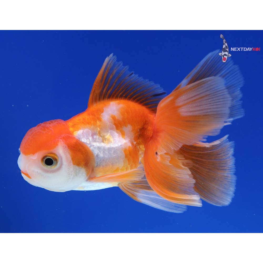 4” Imported Male Red and White Oranda