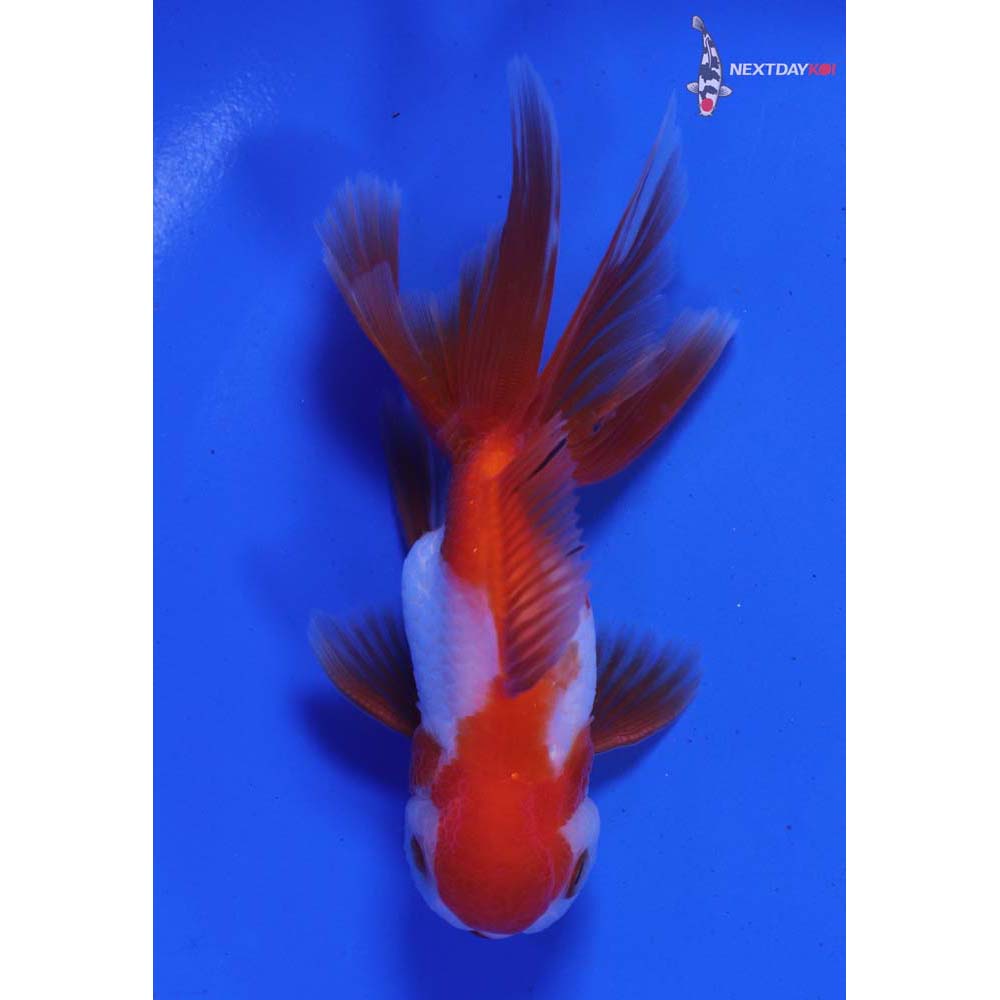 4” Imported Male Red and White Oranda
