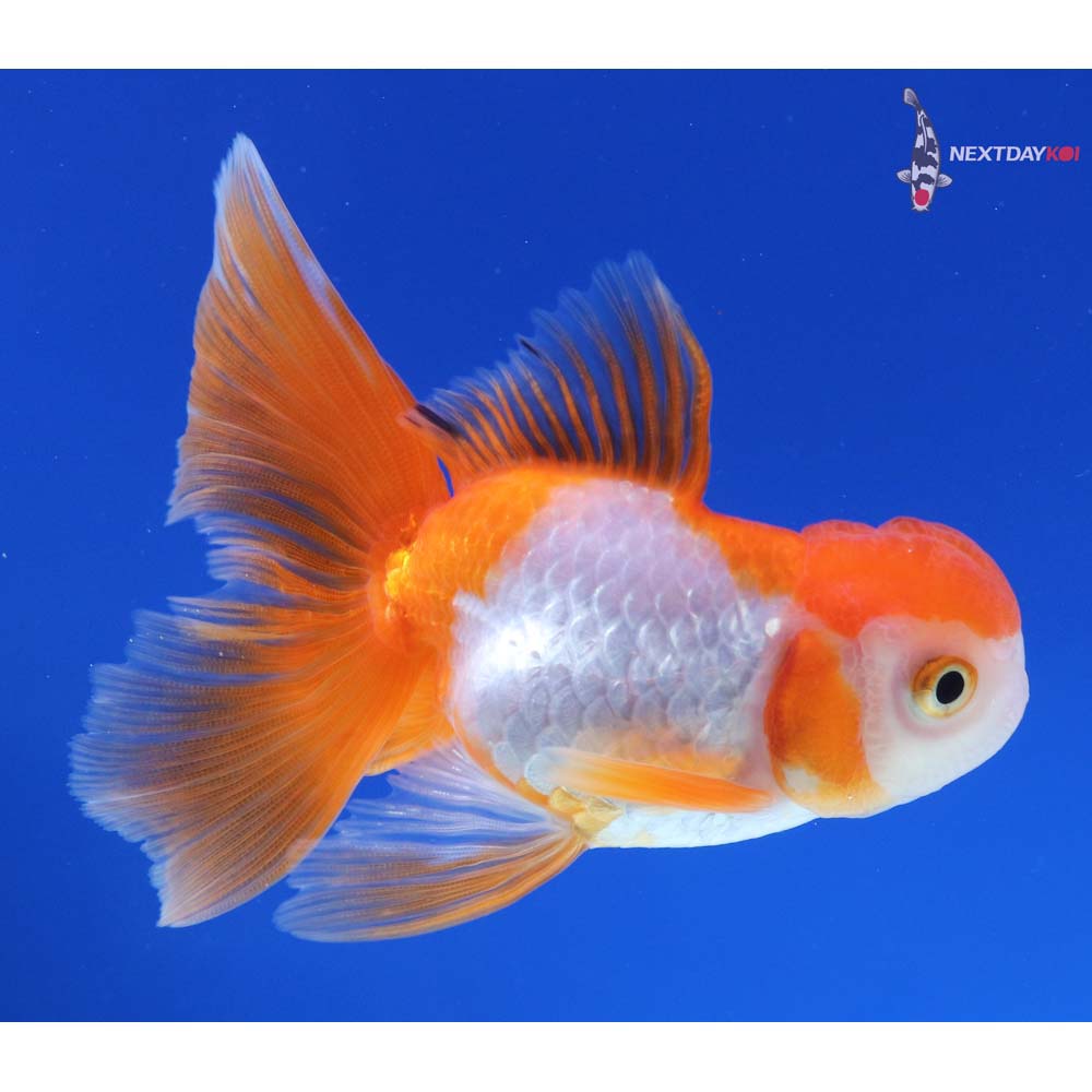 4” Imported Male Red and White Oranda