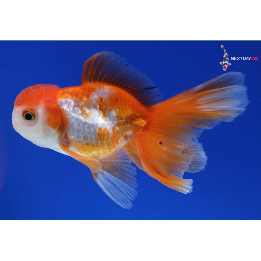 4” Imported Male Red and White Oranda