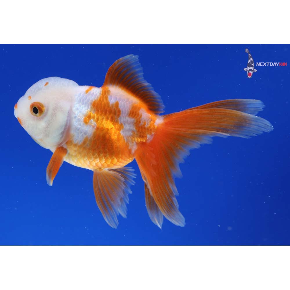 4” Imported Red and White Oranda