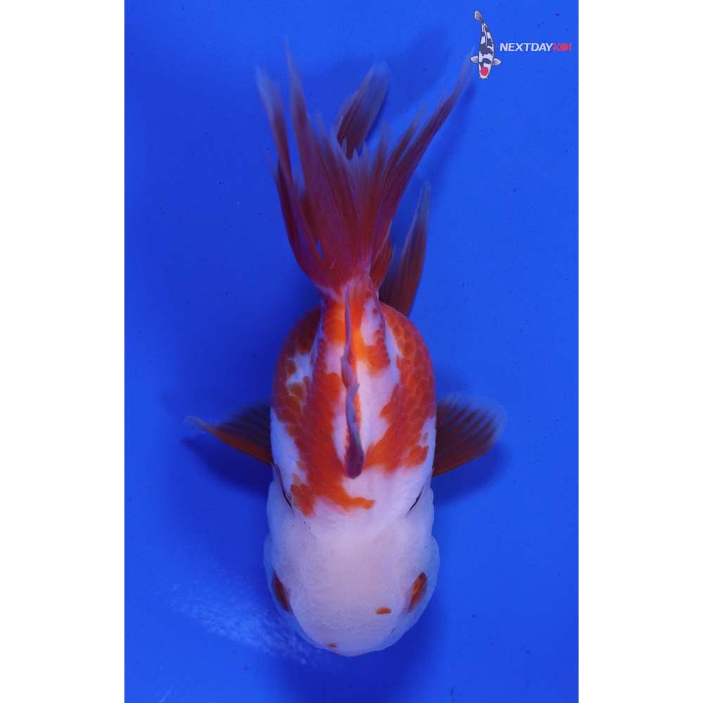 4” Imported Red and White Oranda