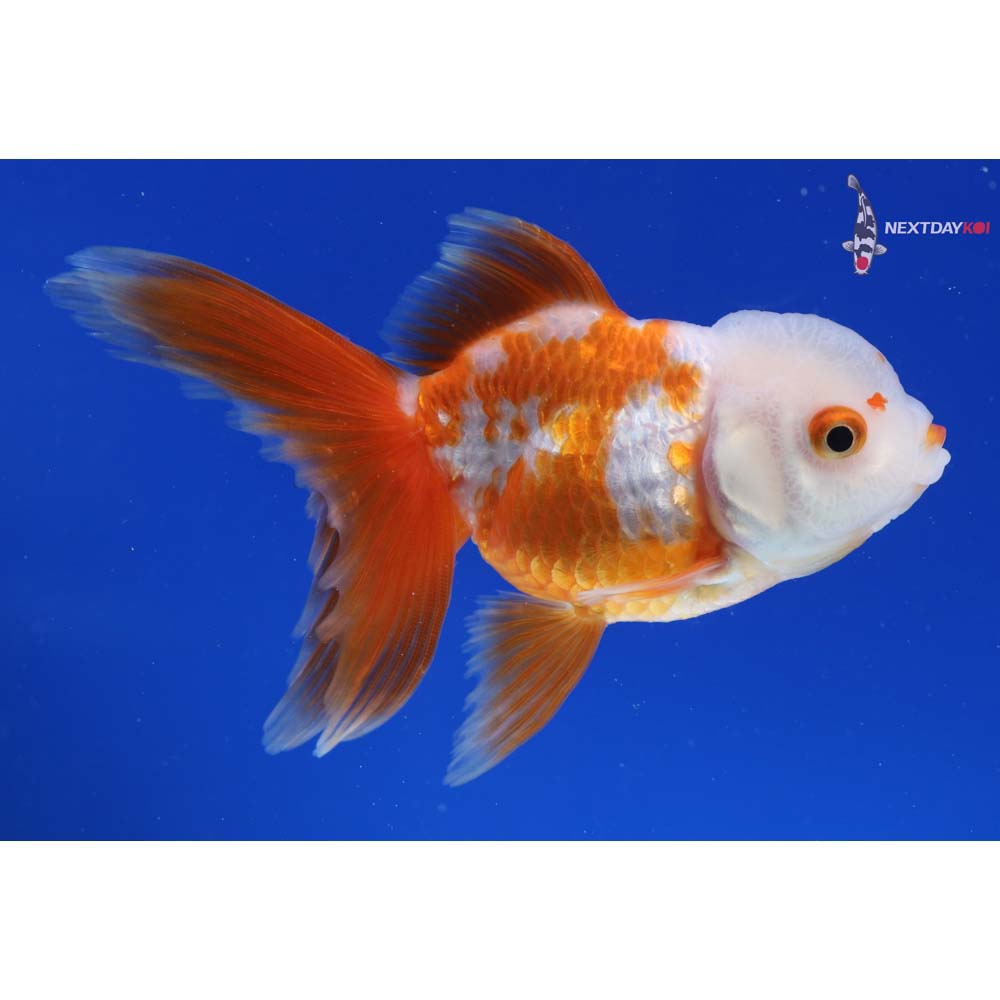 4” Imported Red and White Oranda