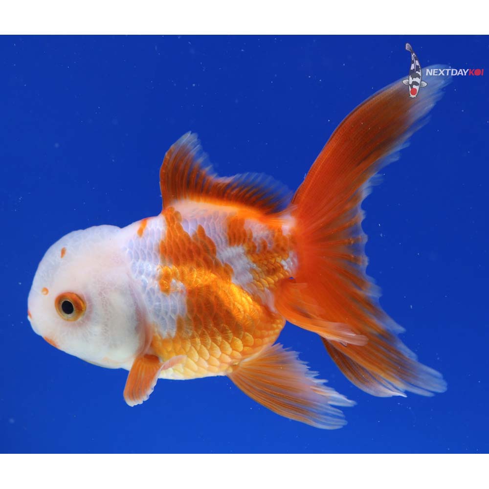 4” Imported Red and White Oranda