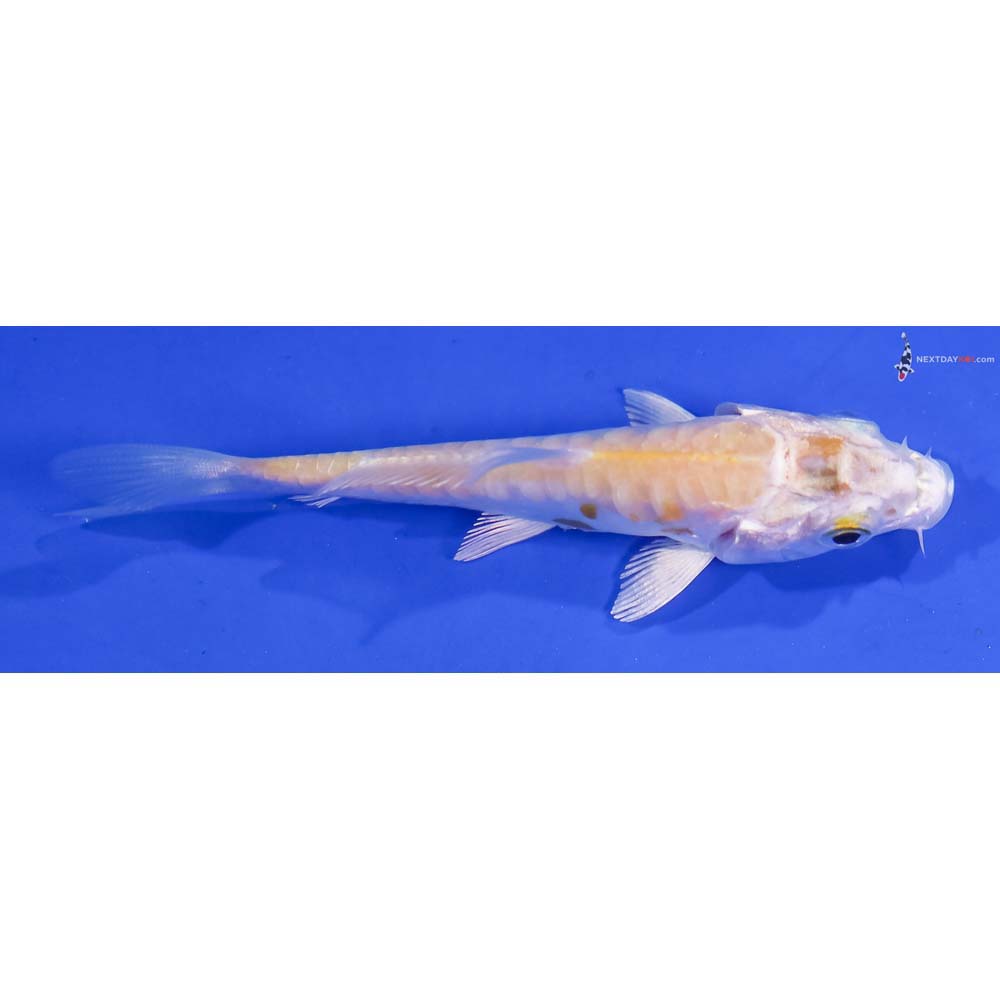 3” Imported Doitsu Lemon Hariwake