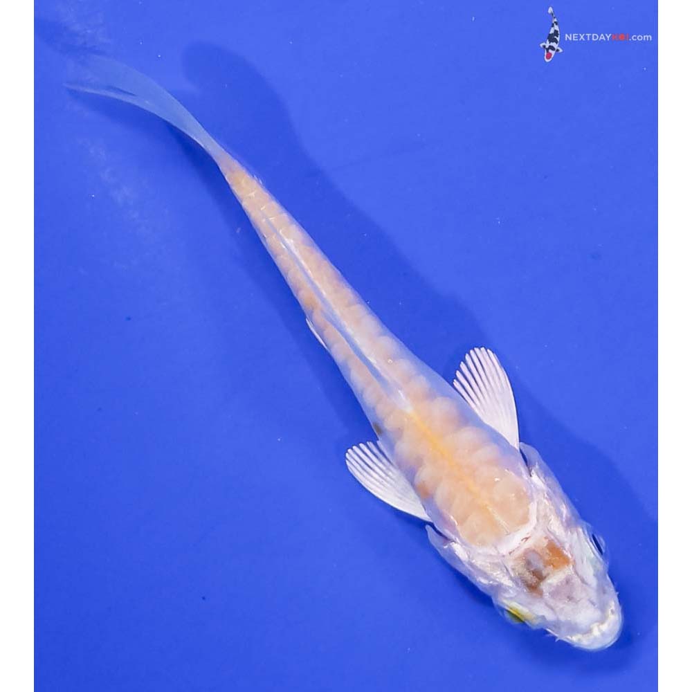 3” Imported Doitsu Lemon Hariwake