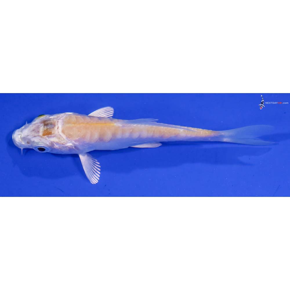 3” Imported Doitsu Lemon Hariwake