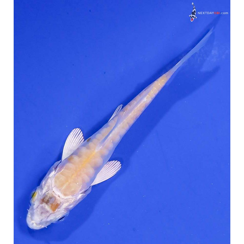 3” Imported Doitsu Lemon Hariwake