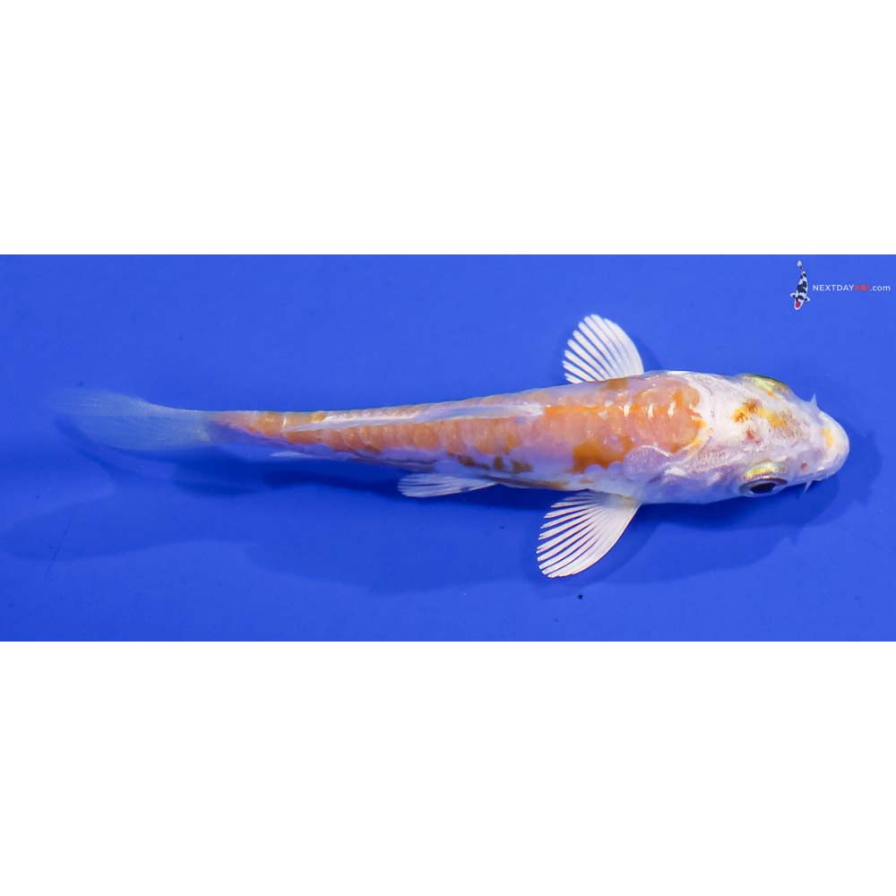 3” Imported Doitsu Lemon Hariwake