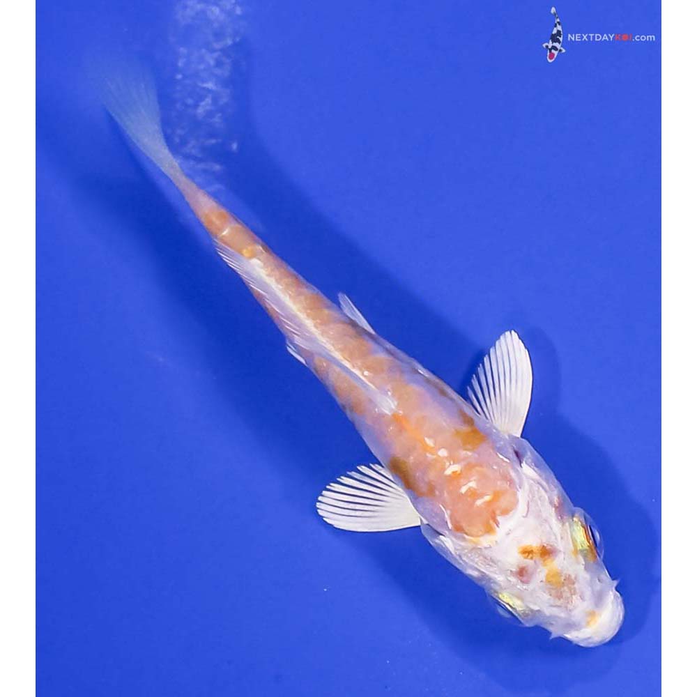 3” Imported Doitsu Lemon Hariwake