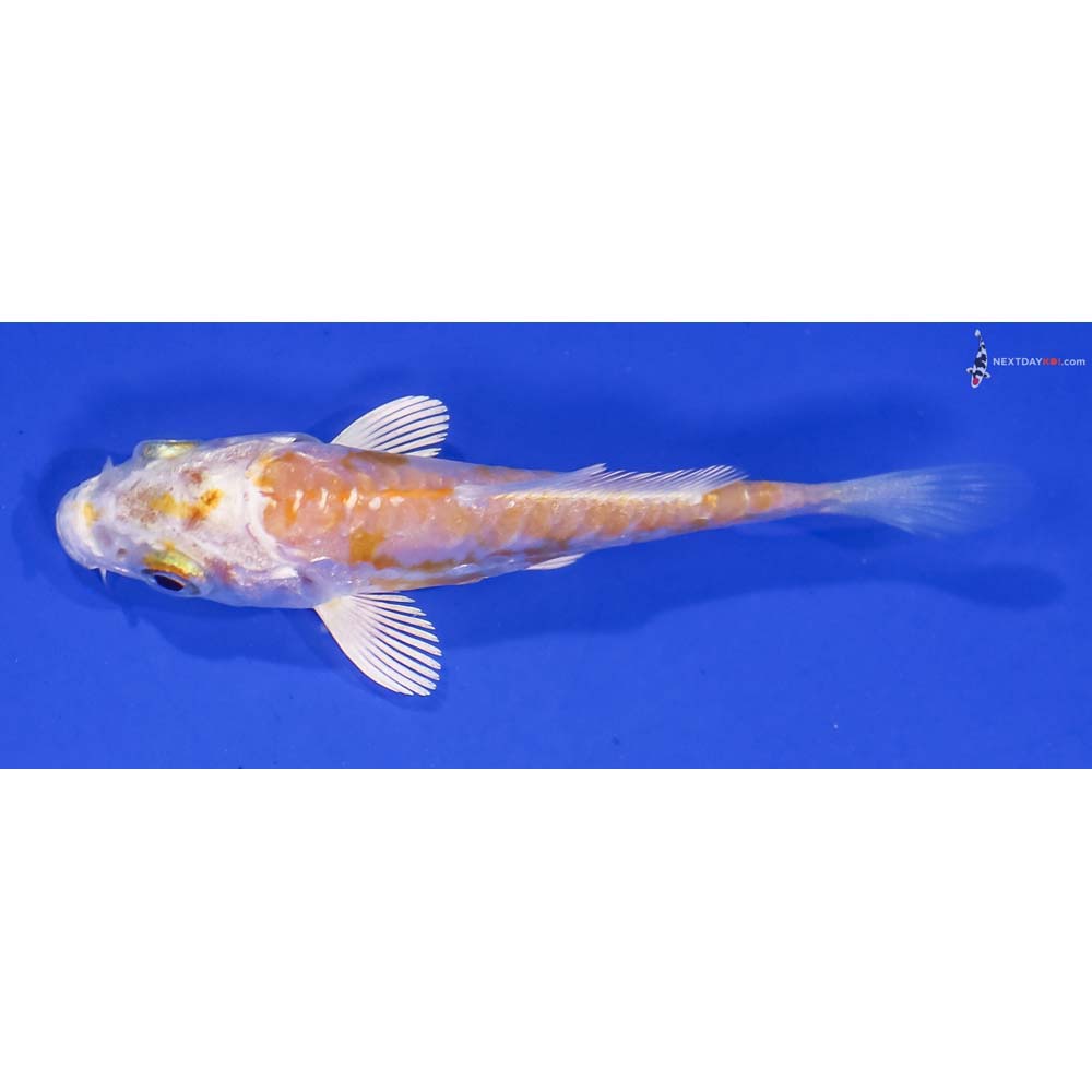 3” Imported Doitsu Lemon Hariwake