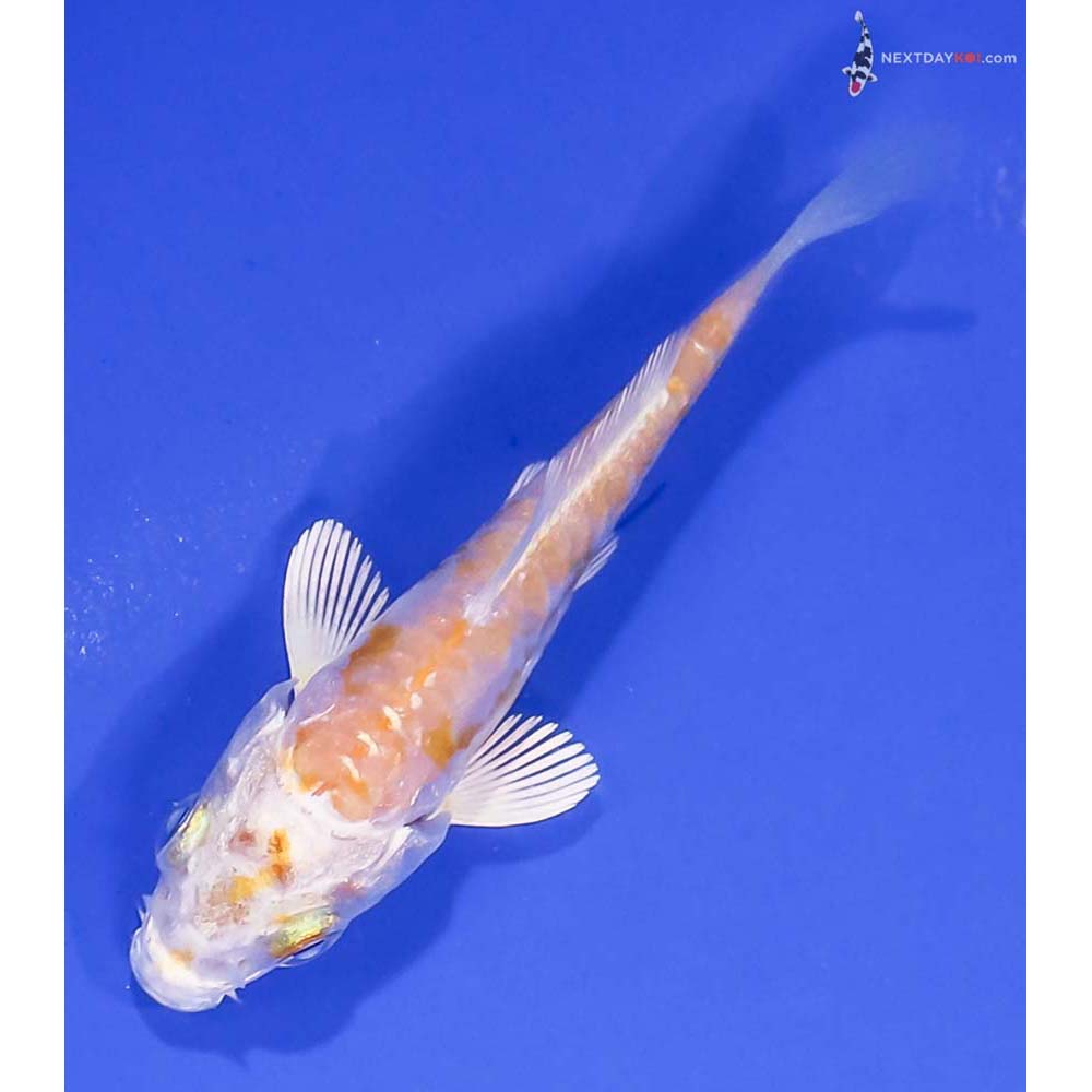 3” Imported Doitsu Lemon Hariwake