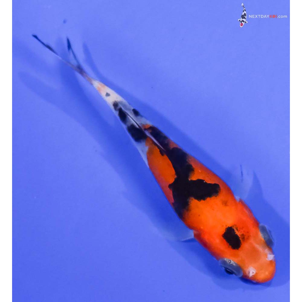 3” Imported Sanke