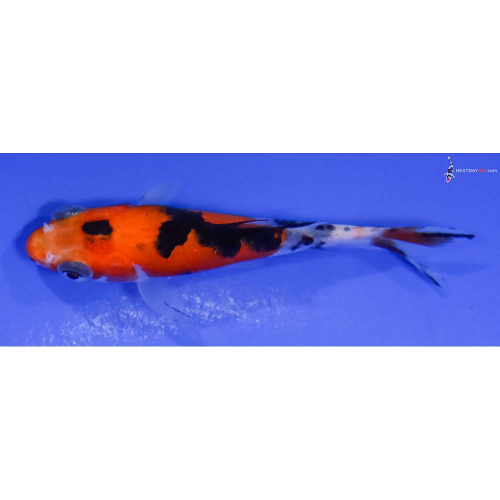 3” Imported Sanke