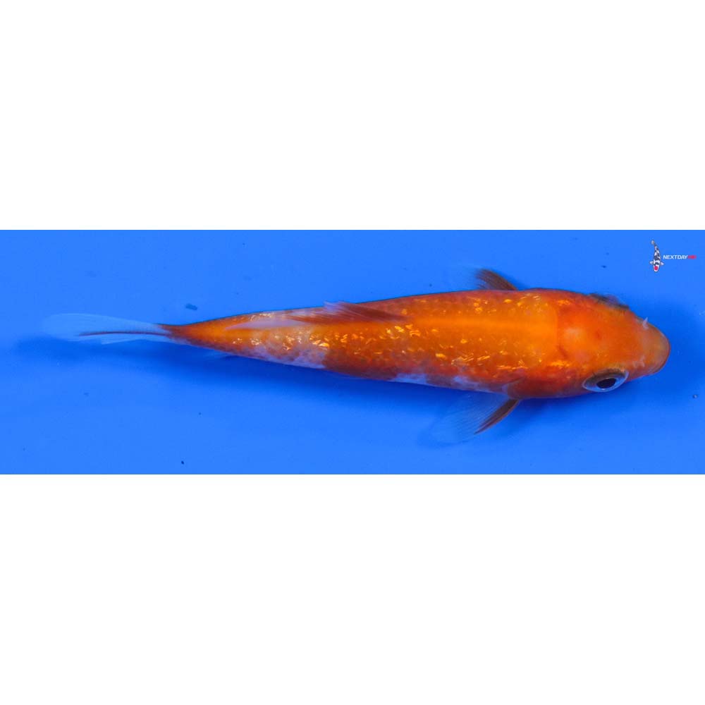 3.5” Imported Gin Rin Kohaku