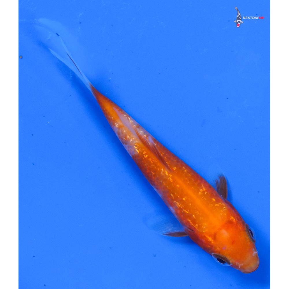 3.5” Imported Gin Rin Kohaku