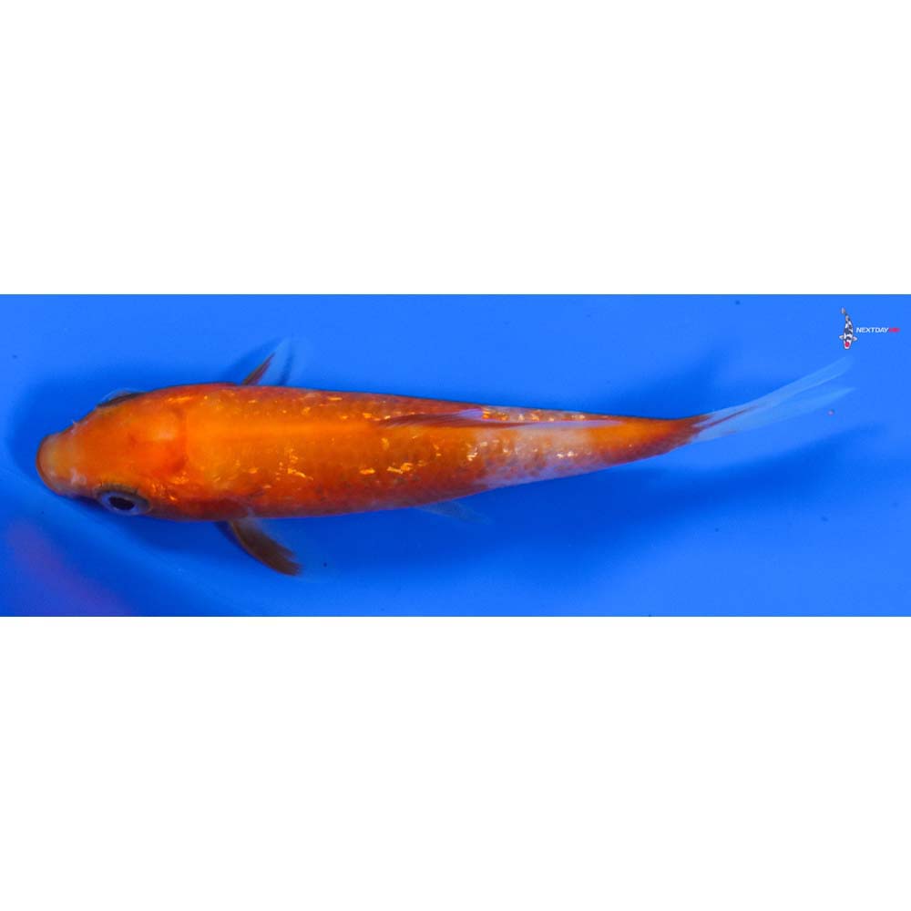 3.5” Imported Gin Rin Kohaku