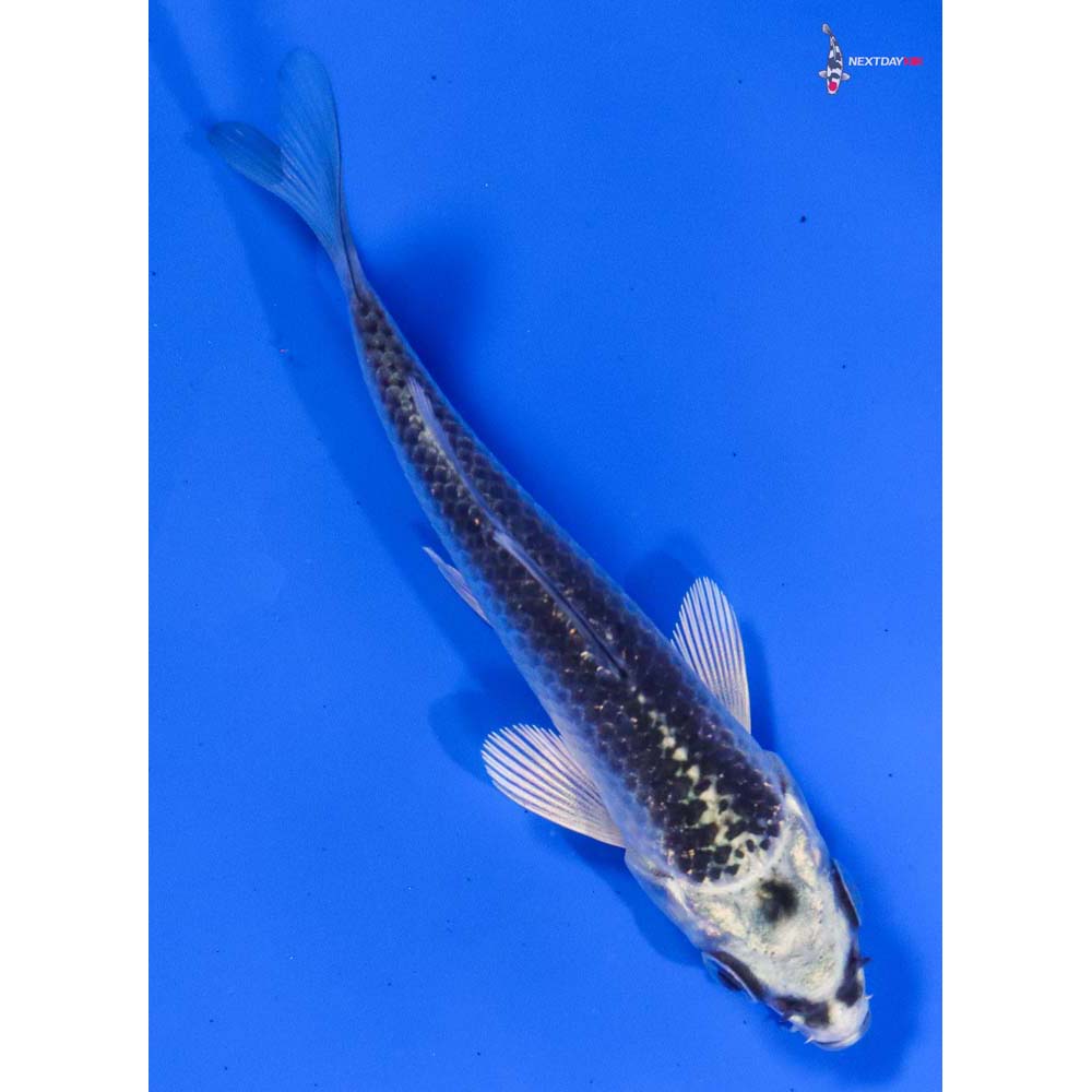 3.5” Imported Gin Matsuba