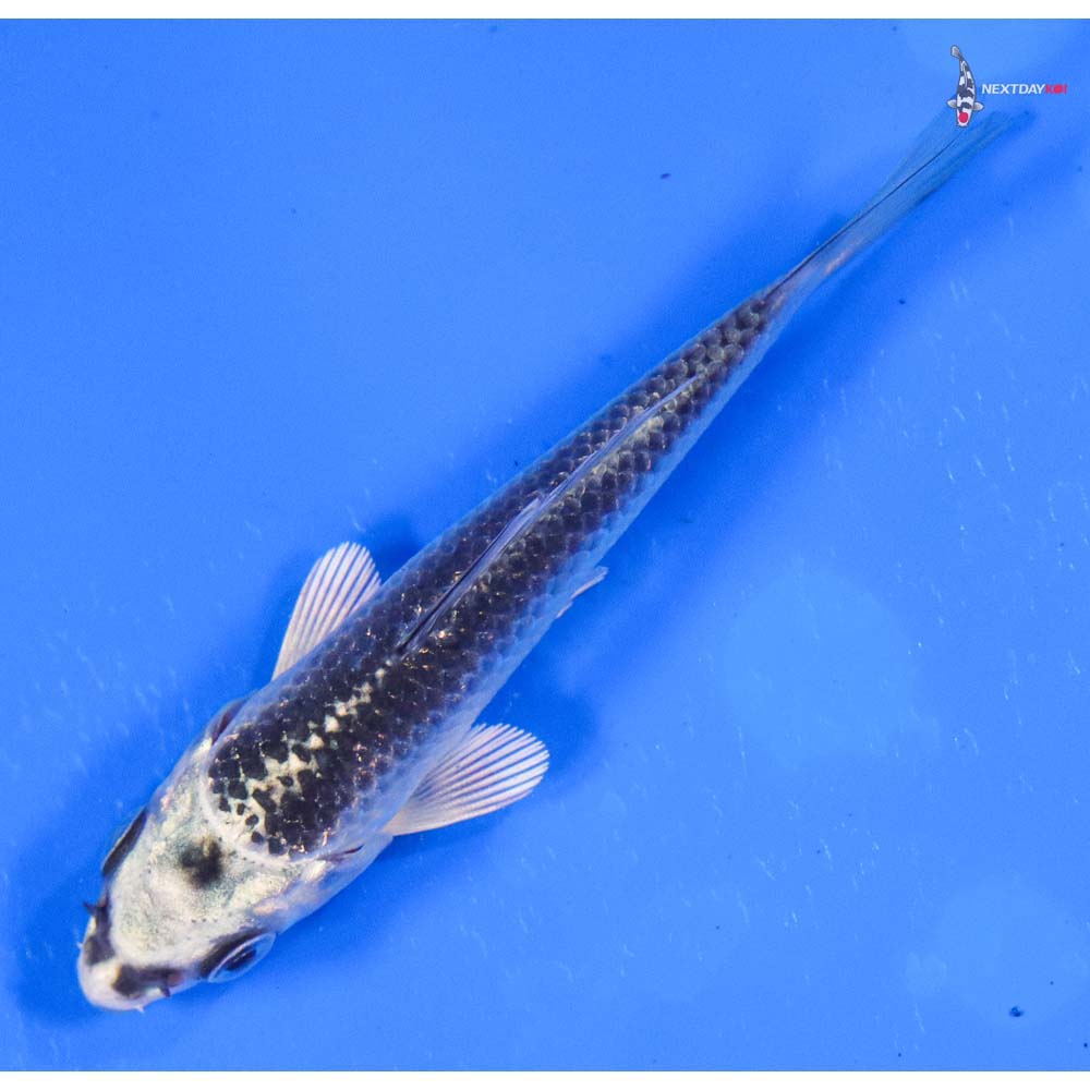 3.5” Imported Gin Matsuba