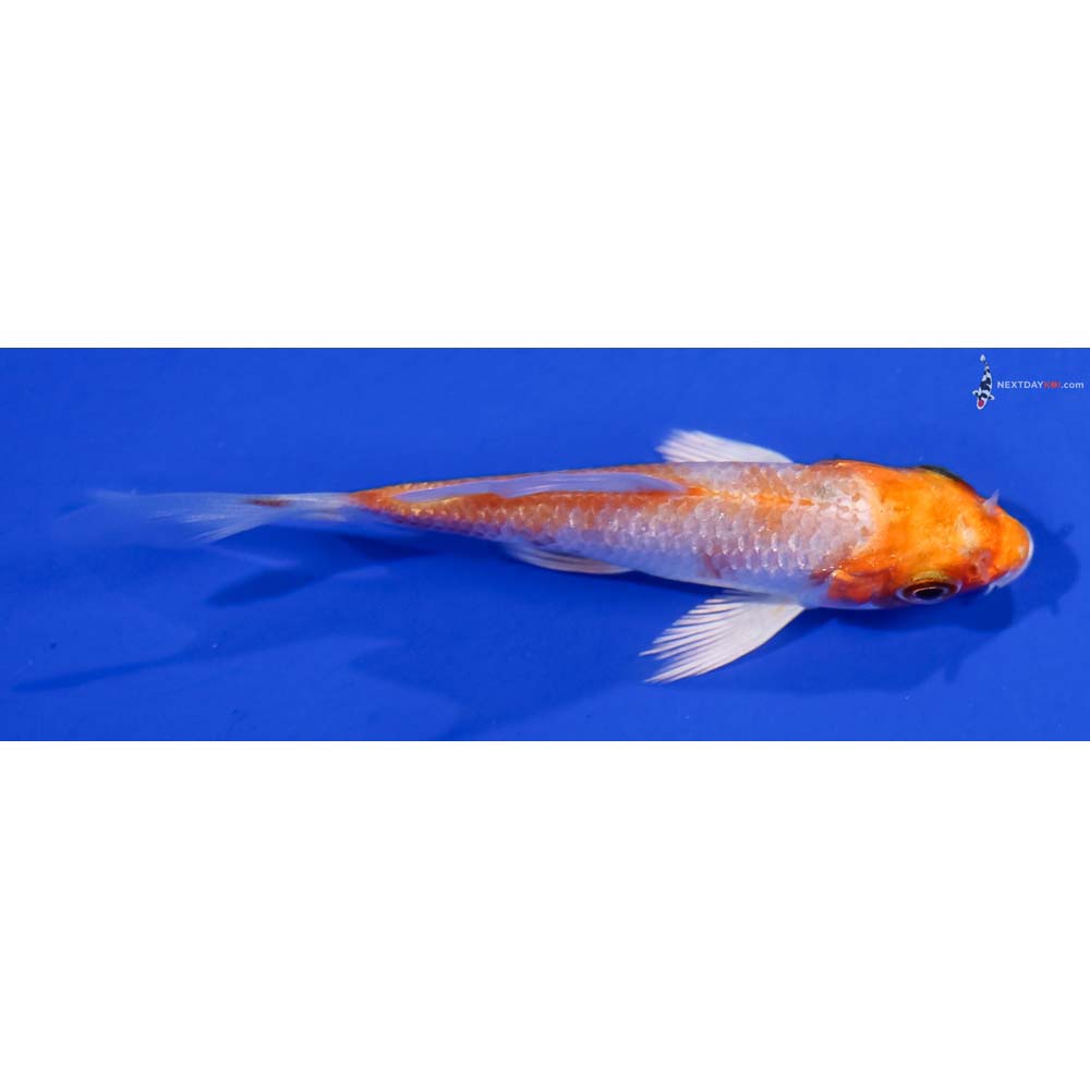 3” Imported Hariwake Butterfly Koi