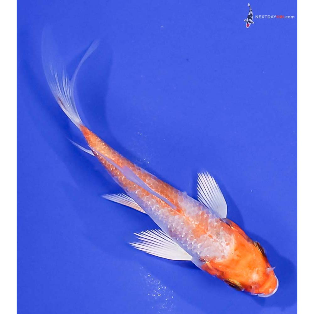 3” Imported Hariwake Butterfly Koi
